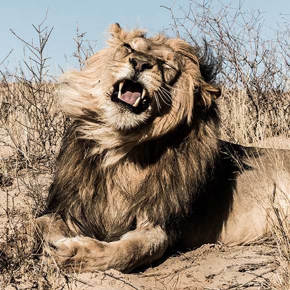 Leão no Deserto do Kalahari
